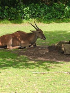 Glückliche Gesichter und bunte Farben: Kindertag im Tierpark Delitzsch