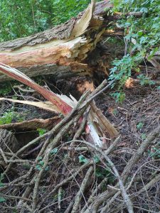 Nach Unwetter: Stadtwald und Stadtpark in Delitzsch gesperrt
